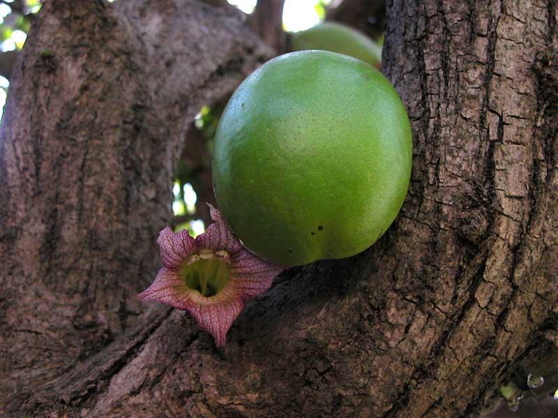 Photographie de Calebasse Mexicaine