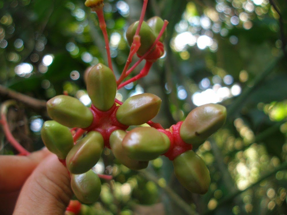 Photographie de Quinine de Cayenne