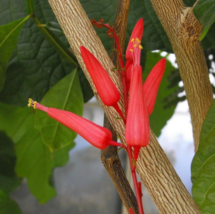 Photographie de Quinine de Cayenne
