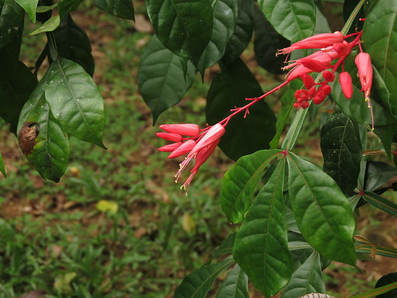 Photographie de Quinine de Cayenne