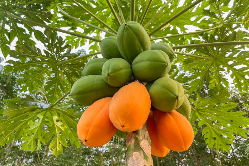Photographie de Papaya