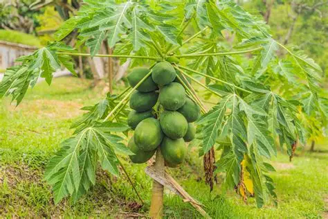 Photographie de Papaya