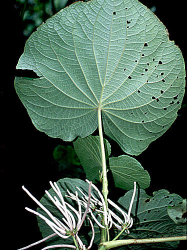 Photographie de Feuille de Pied de Vache