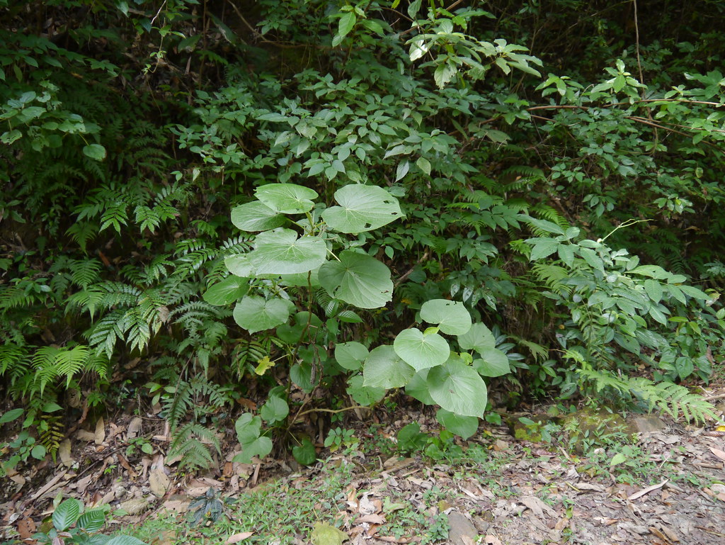 Photographie de Feuille de Pied de Vache