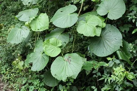 Photographie de Feuille de Pied de Vache