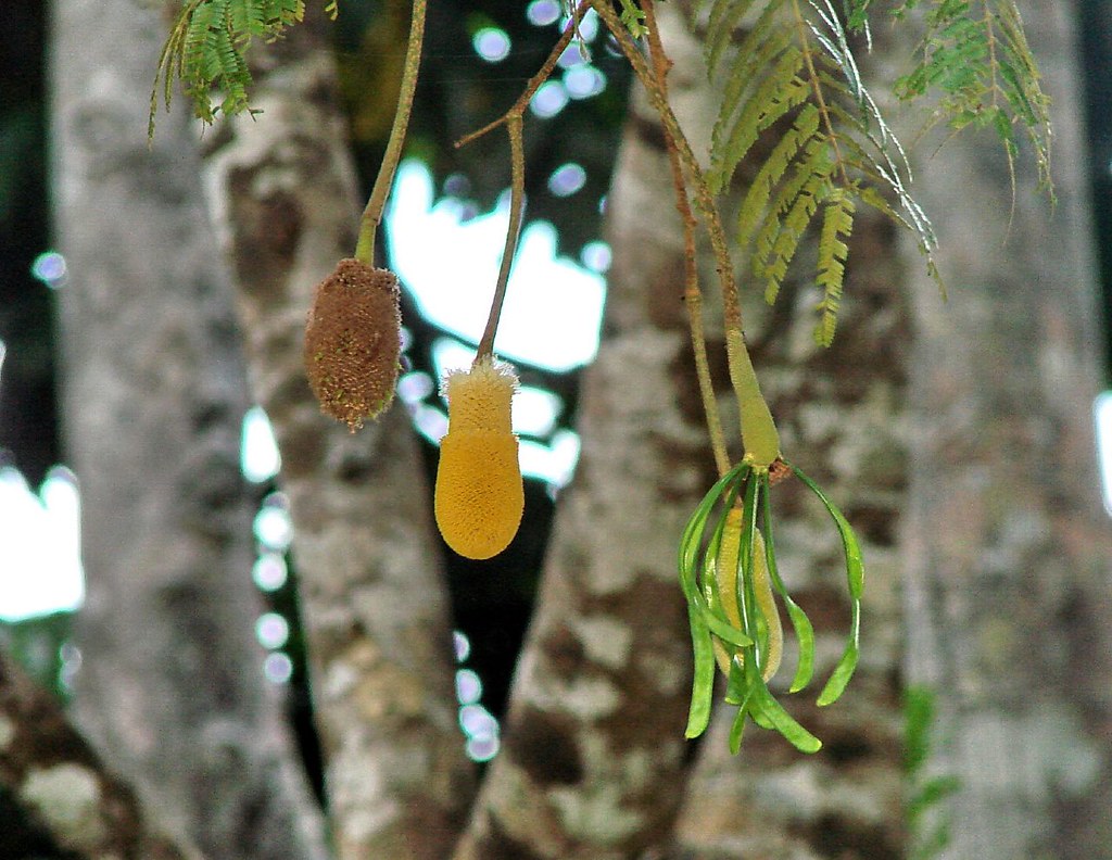 Photographie de Parkia