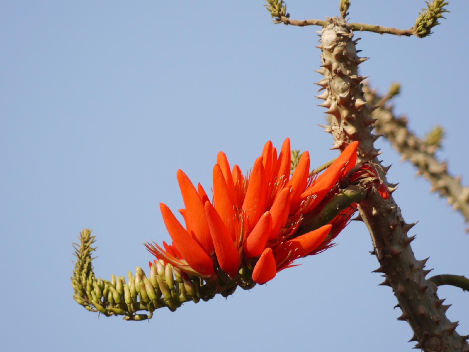 Photographie de Arbre Corail