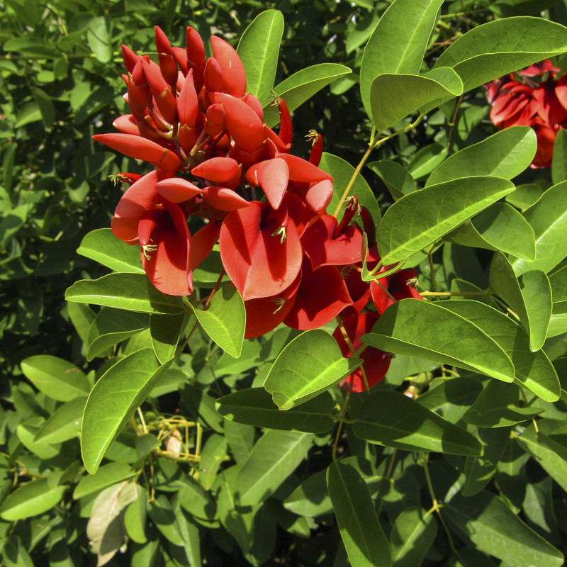 Photographie de Arbre Corail