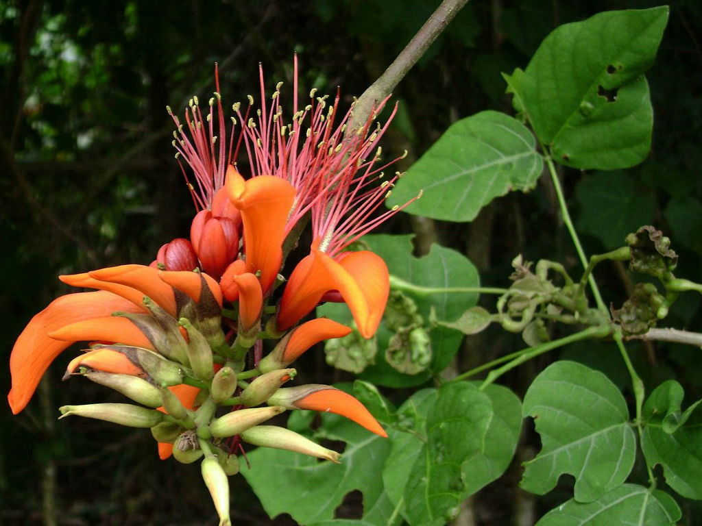 Photographie de Arbre Corail