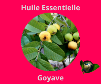 Goyave HE