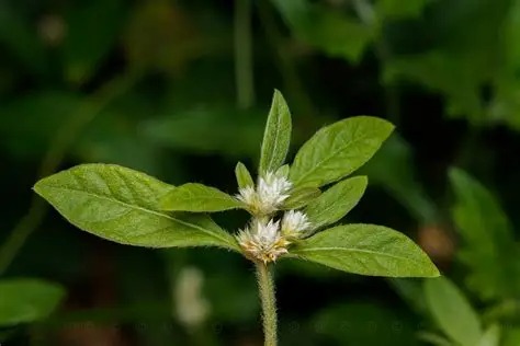 Photographie de Alternanthère de Bettzick