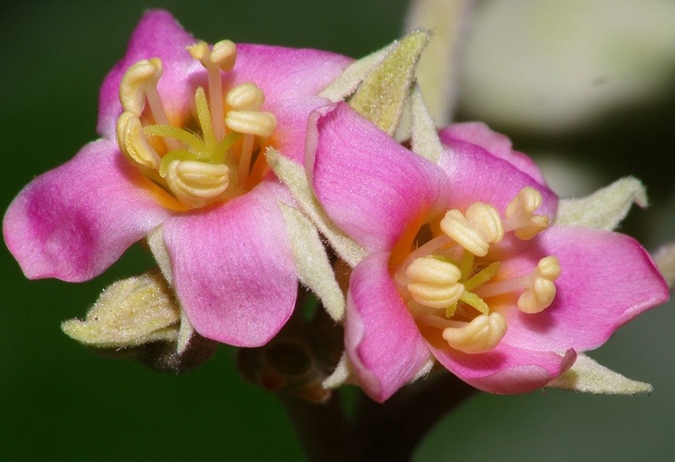 Photographie de Melochia Umbellata