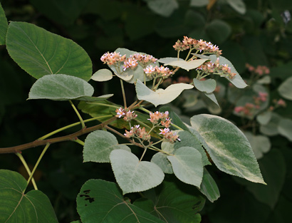 Photographie de Melochia Umbellata