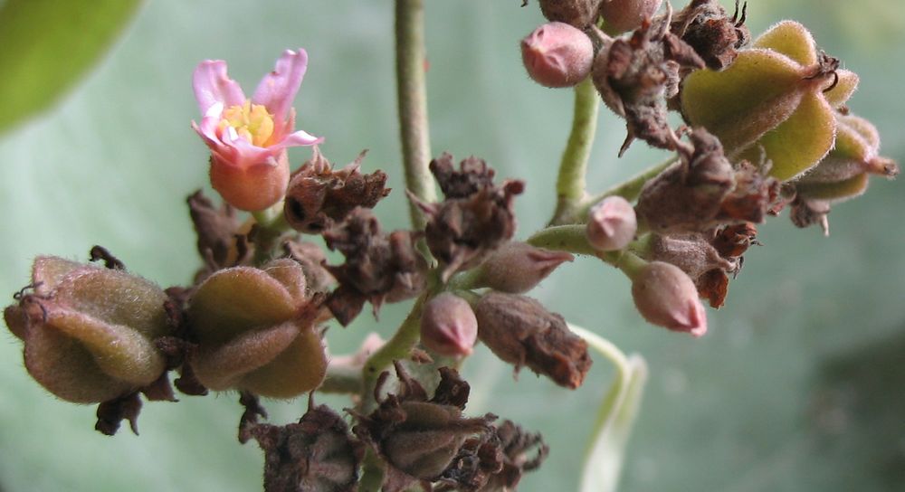 Photographie de Melochia Umbellata