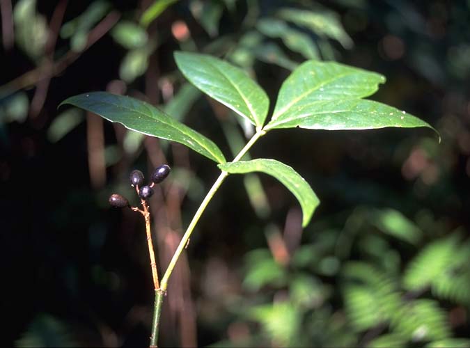 Photographie de Pranajiwa