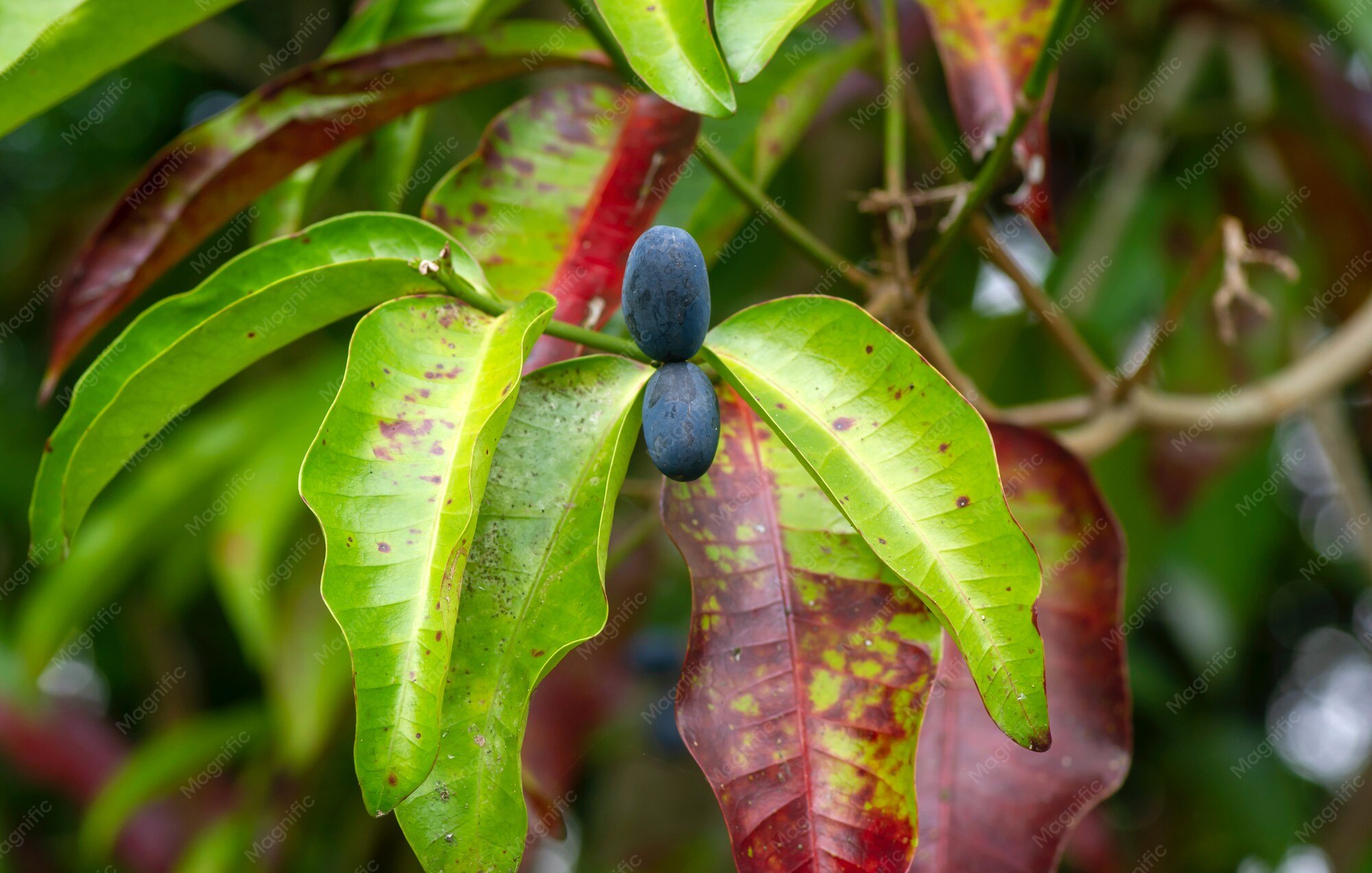 Photographie de Pranajiwa