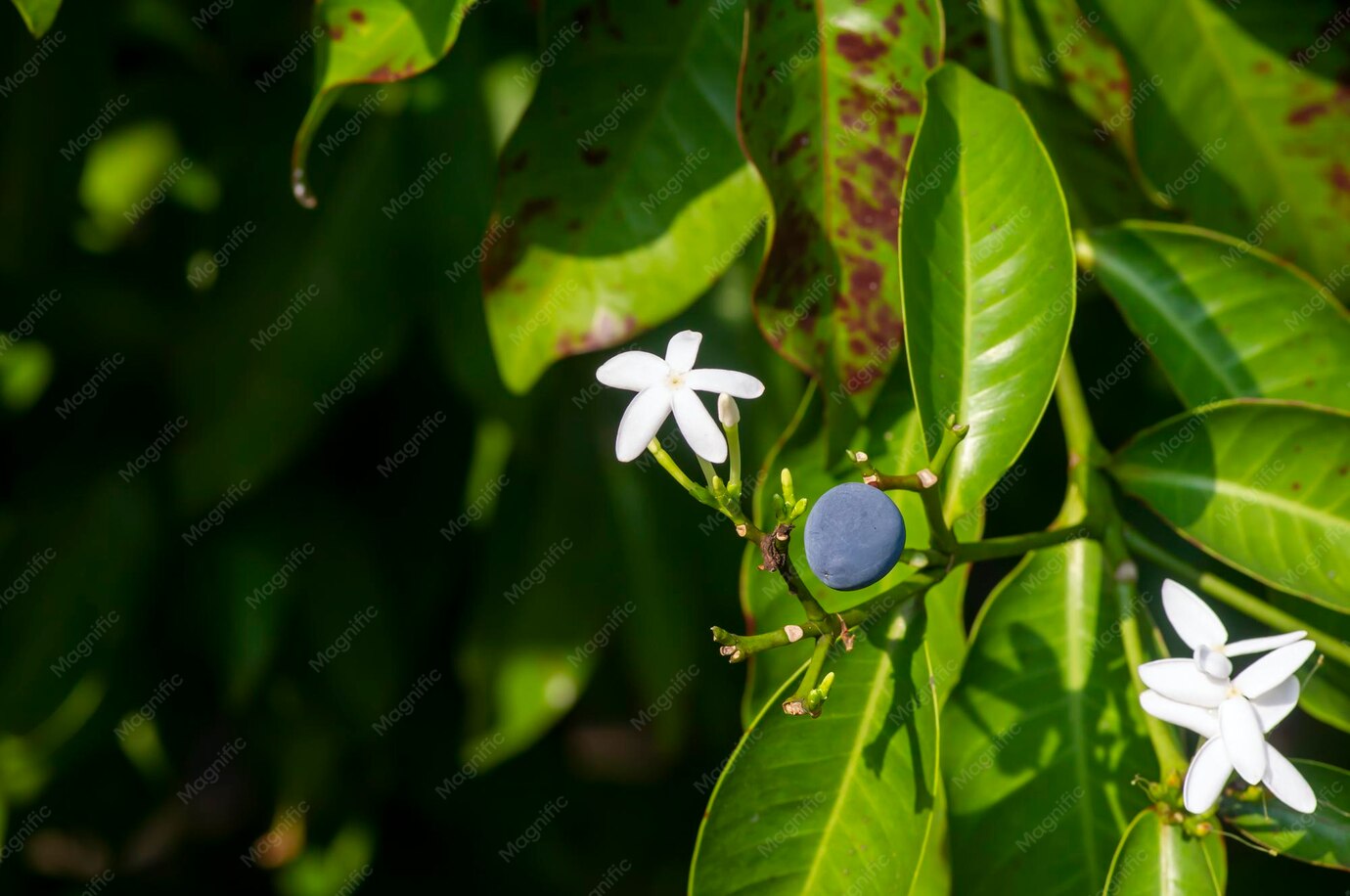 Photographie de Pranajiwa
