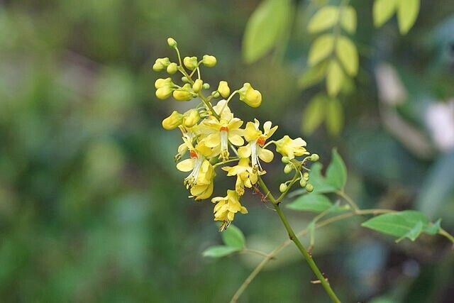 Photographie de Niker Jaune