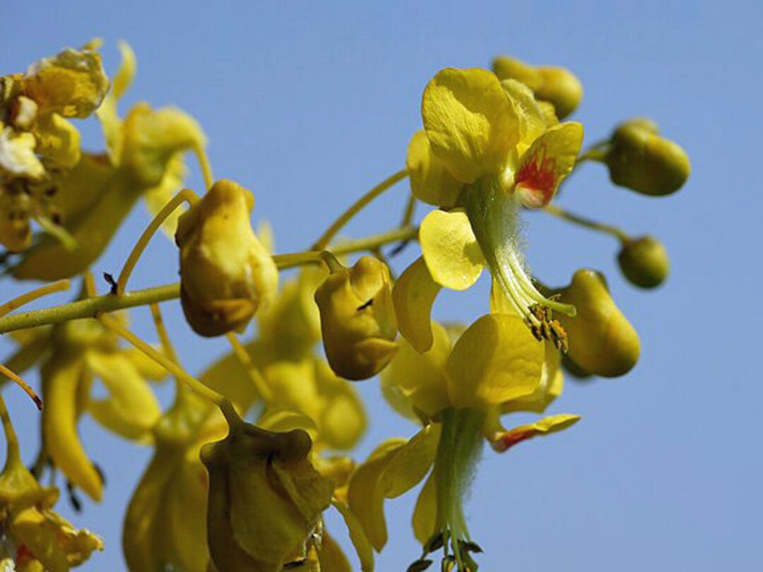 Photographie de Niker Jaune