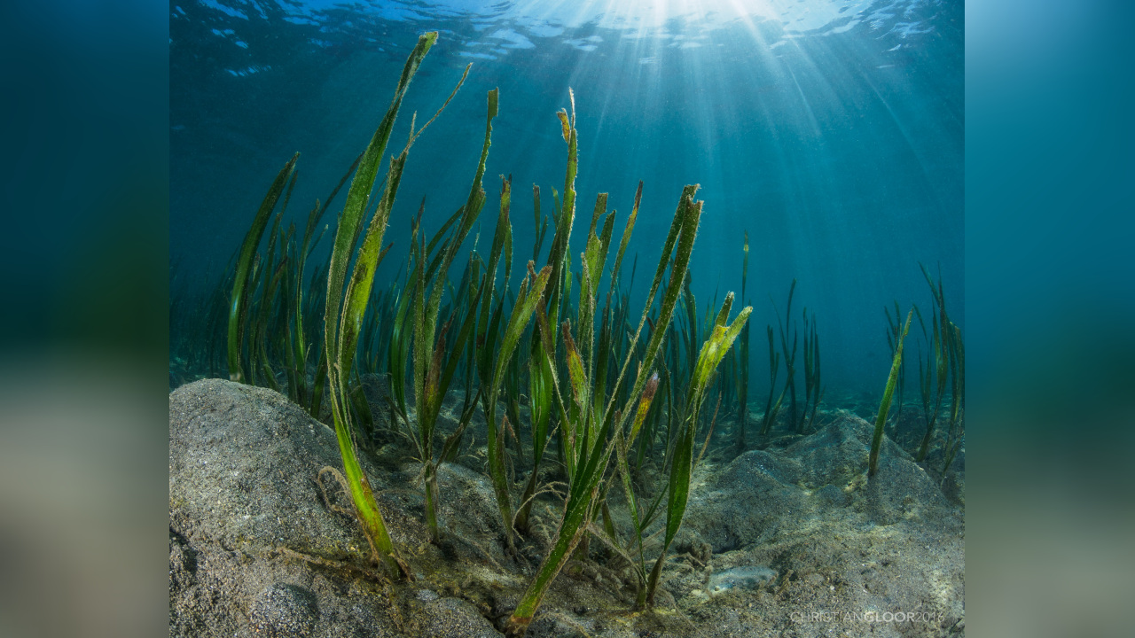 Photographie de Jonc de mer rubané