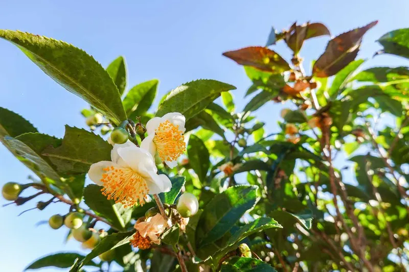 Photographie de Théier
