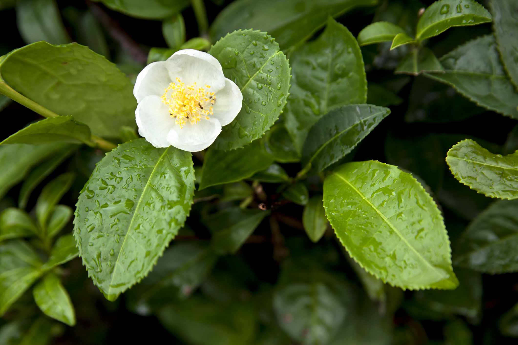 Photographie de Théier