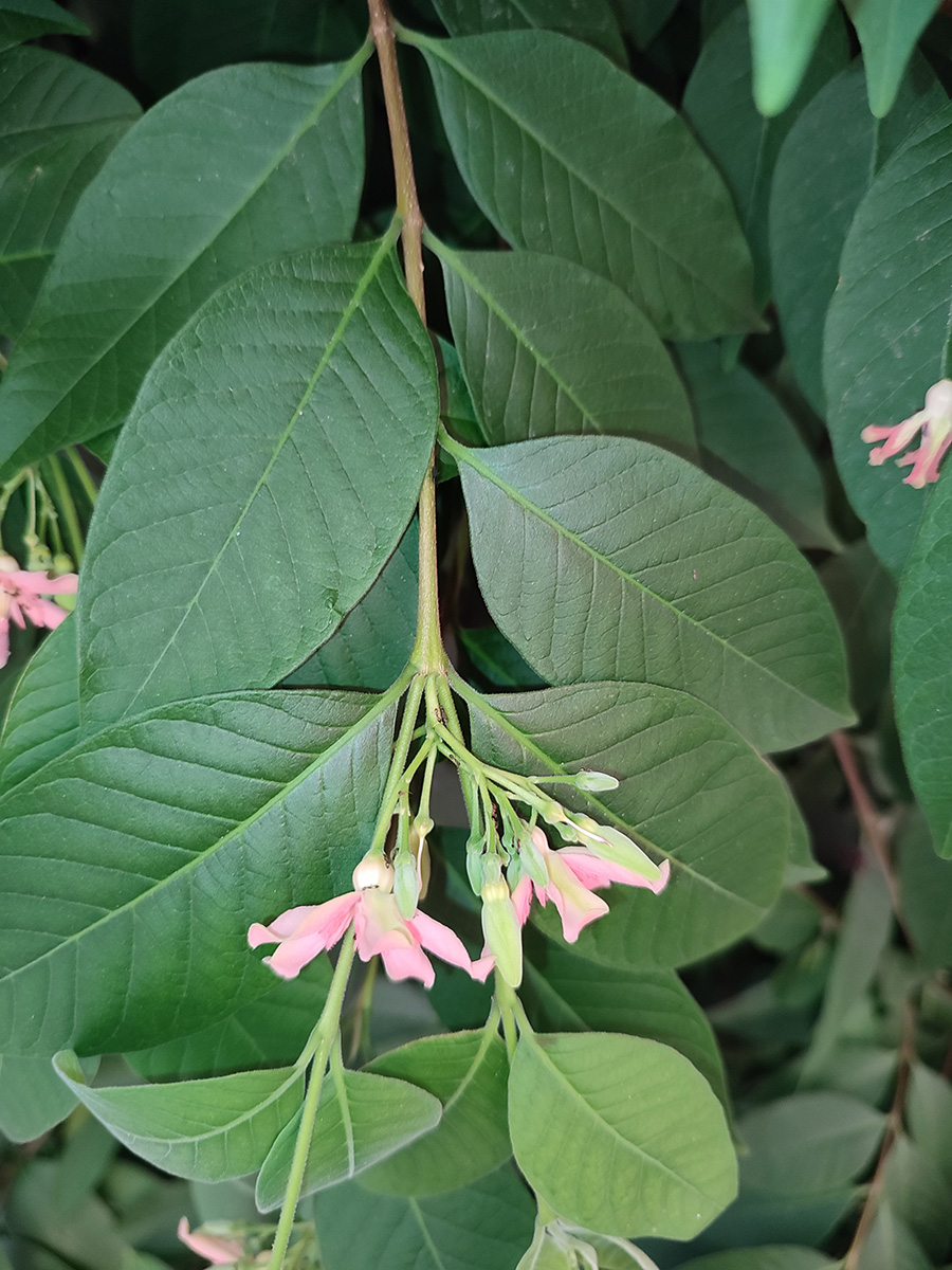 Photographie de Wrightia Pubescens