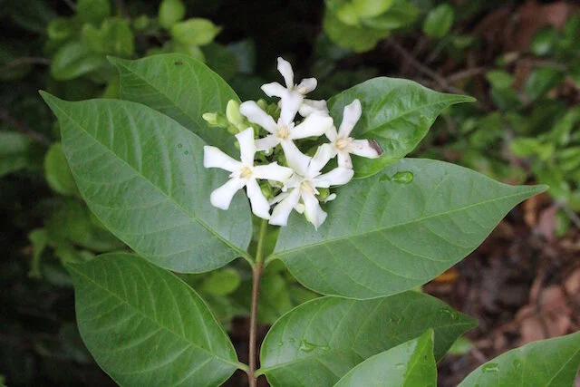 Photographie de Wrightia Pubescens