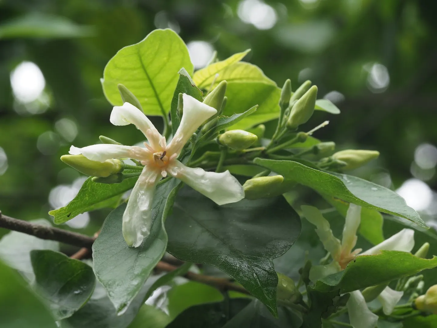 Photographie de Wrightia Pubescens