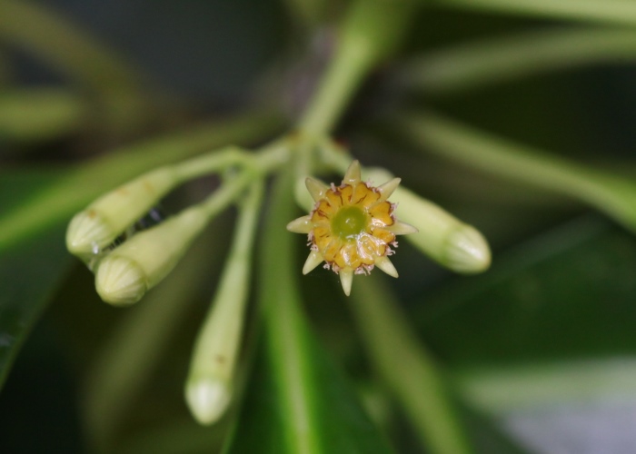Photographie de Bruguiera à petites fleurs