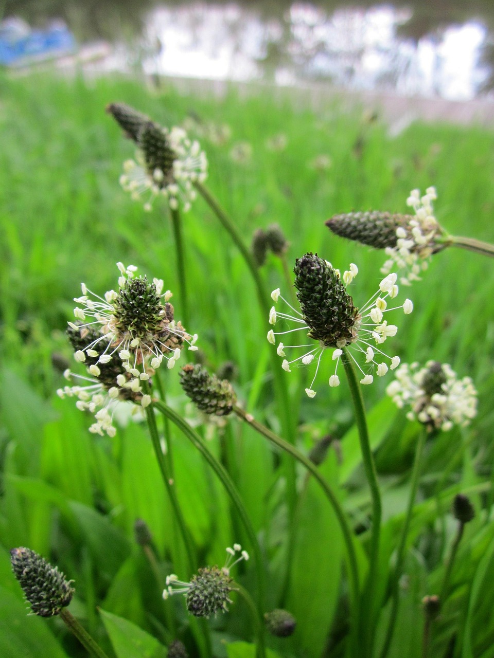Photographie de Plantain Lancéolé