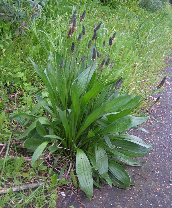 Photographie de Plantain Lancéolé