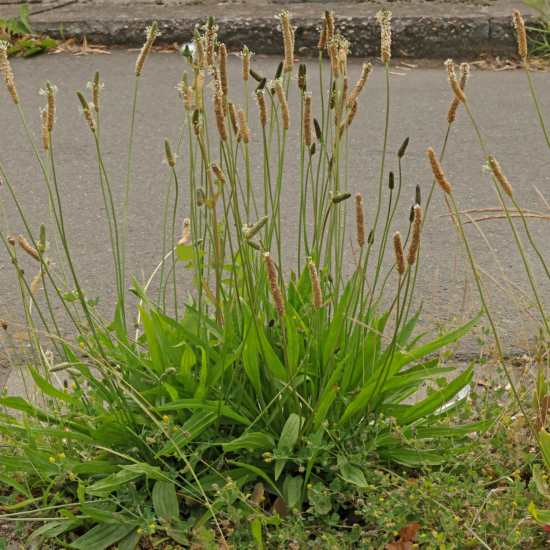 Photographie de Plantain Lancéolé