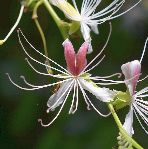 Photographie de Capparis
