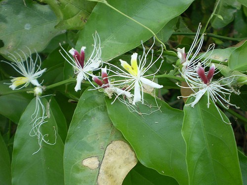 Photographie de Capparis