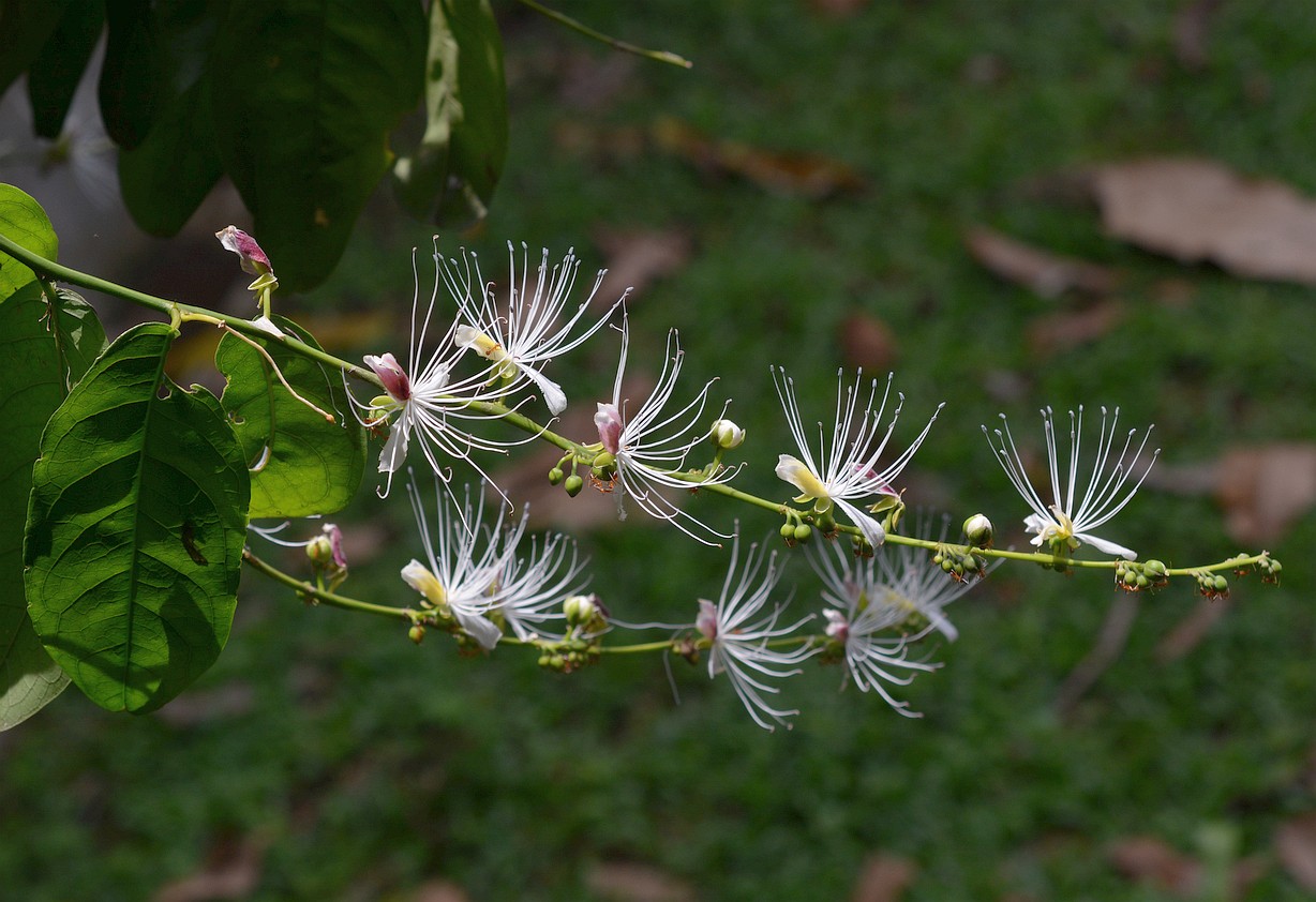 Photographie de Capparis