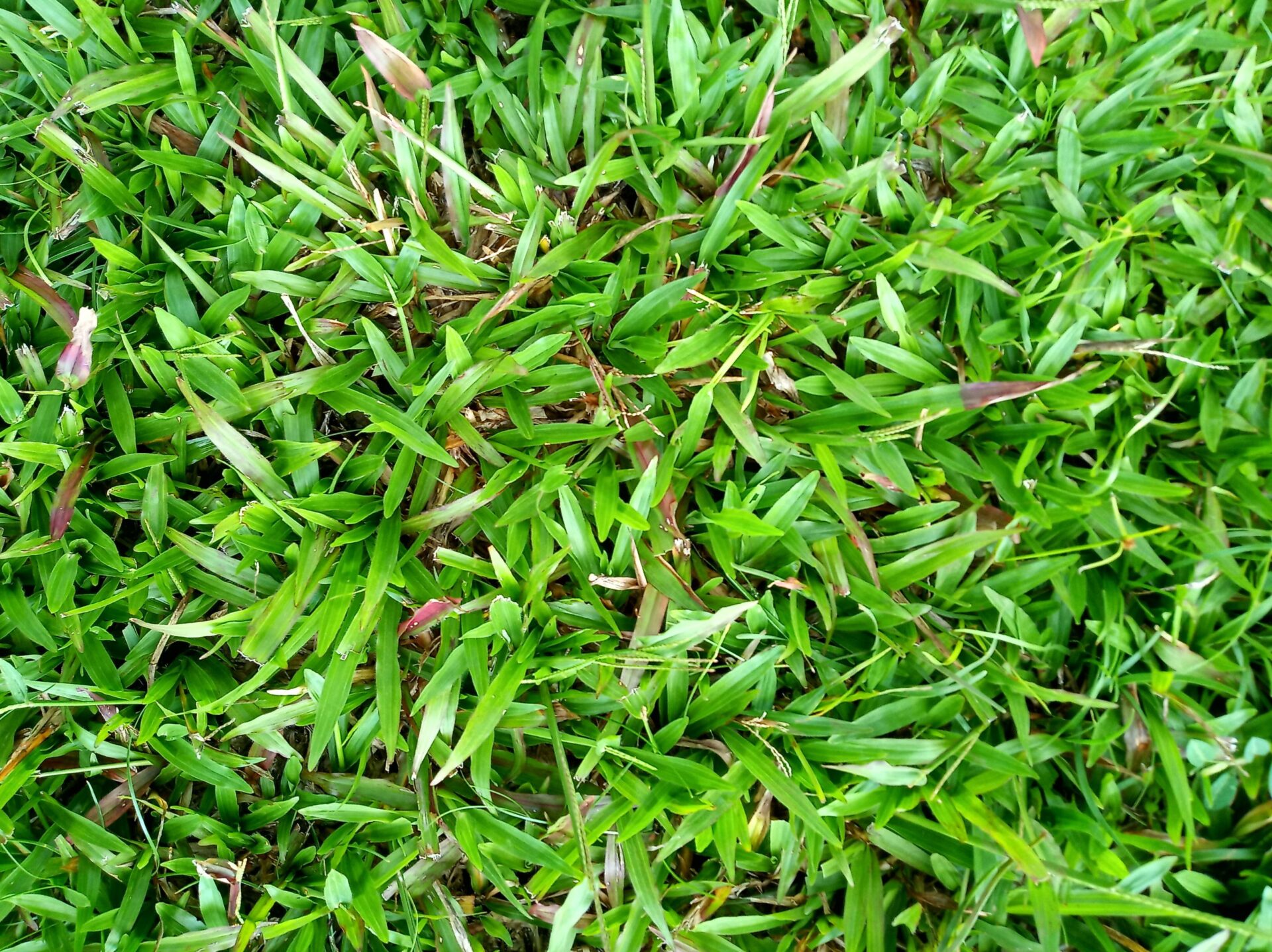 Photographie de Herbe Créole