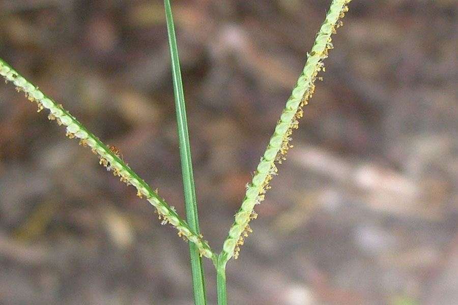 Photographie de Herbe Créole