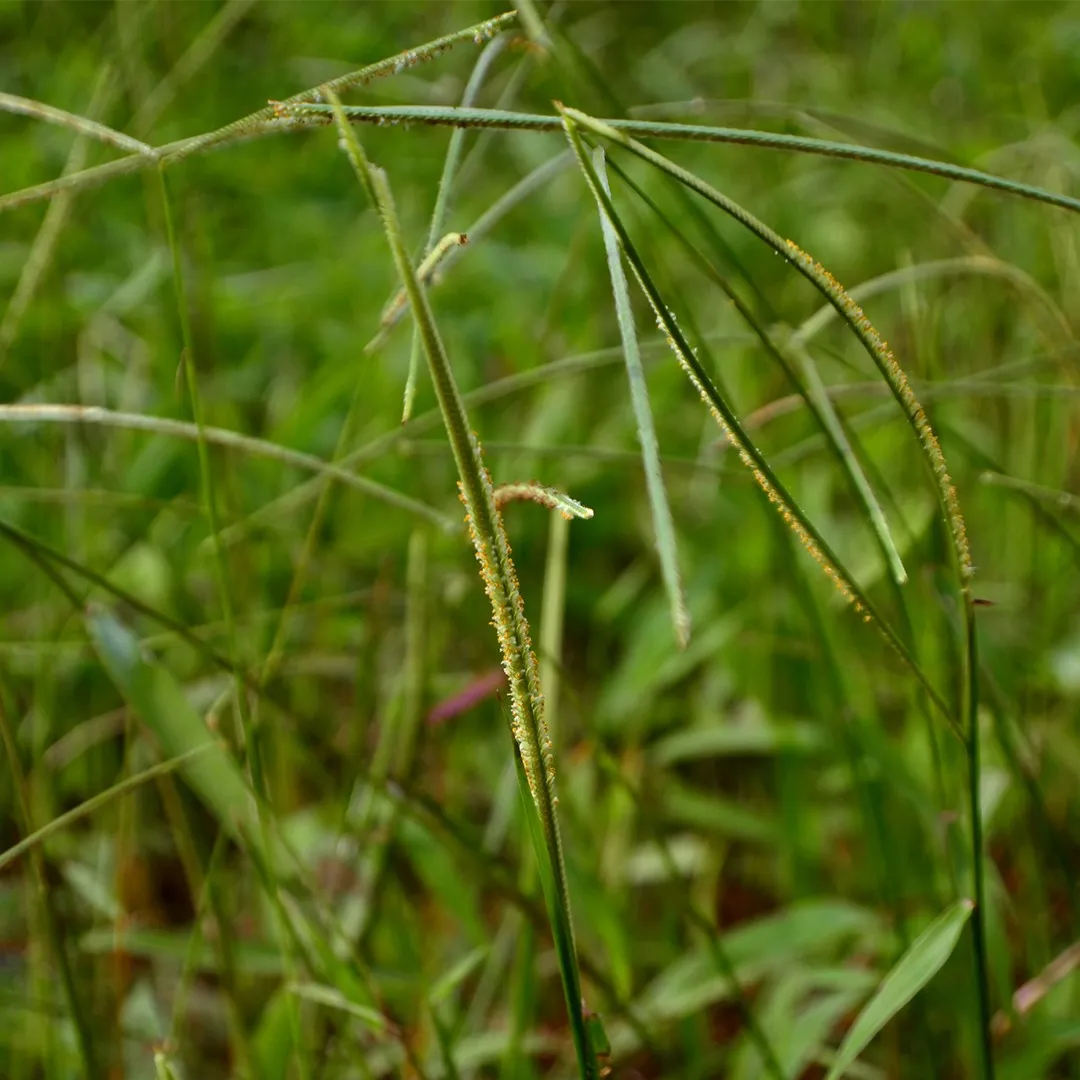 Photographie de Herbe Créole