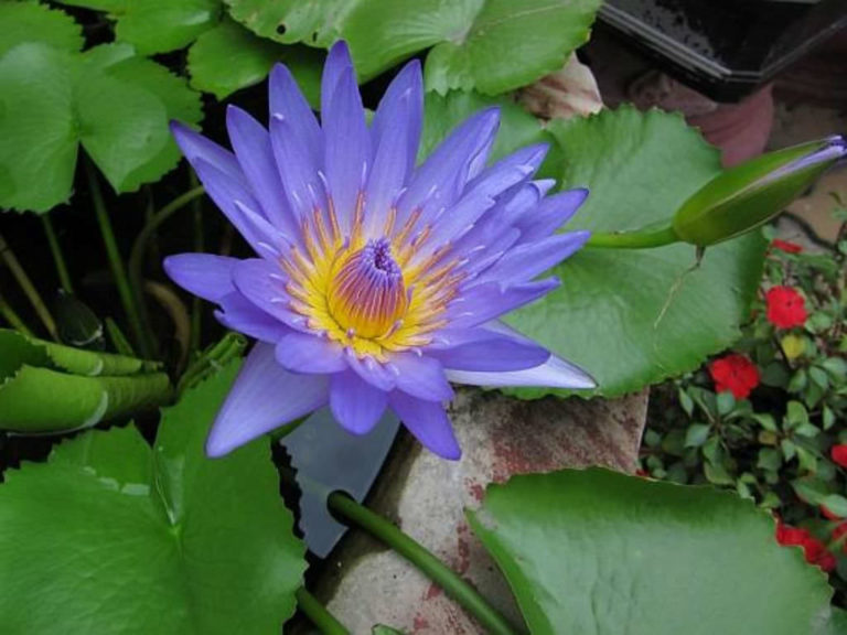 Photographie de Lotus bleu des Indes