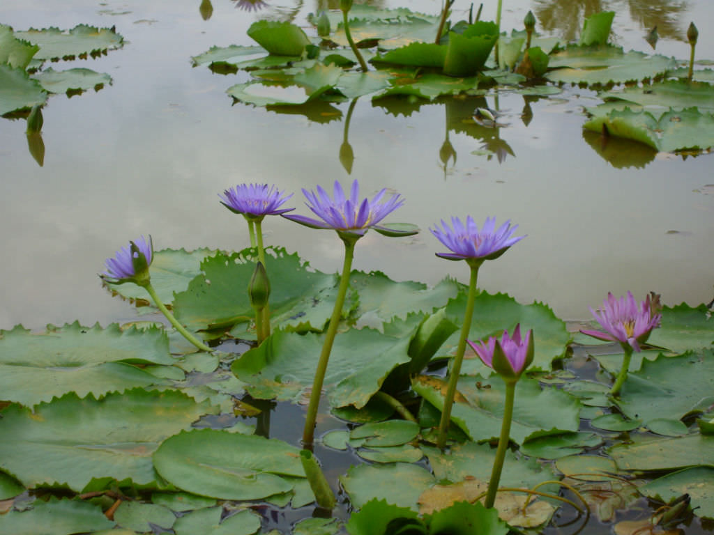 Photographie de Lotus bleu des Indes