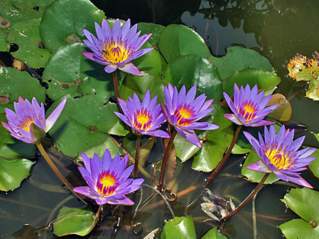 Photographie de Lotus bleu des Indes