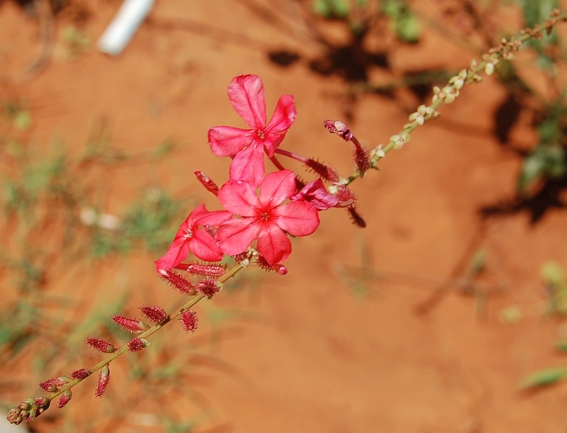 Photographie de Dentelaire d'Inde