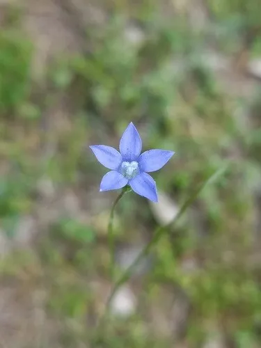 Photographie de Campanule Asiatique