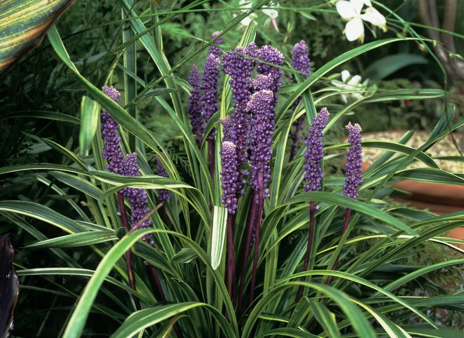 Photographie de Liriope