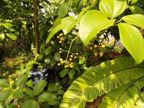Photographie de Schefflera Vine
