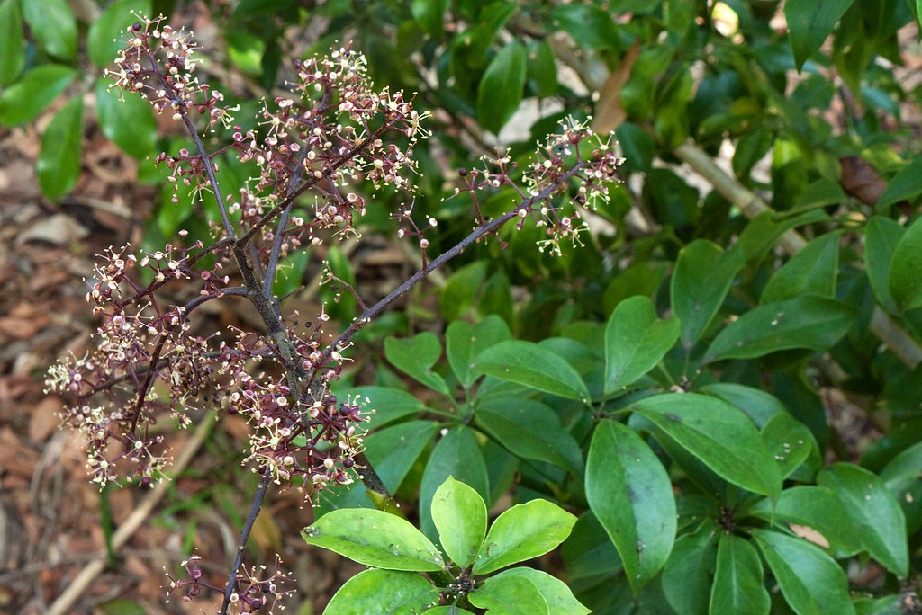 Photographie de Schefflera Vine