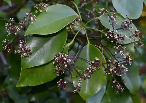 Photographie de Schefflera Vine