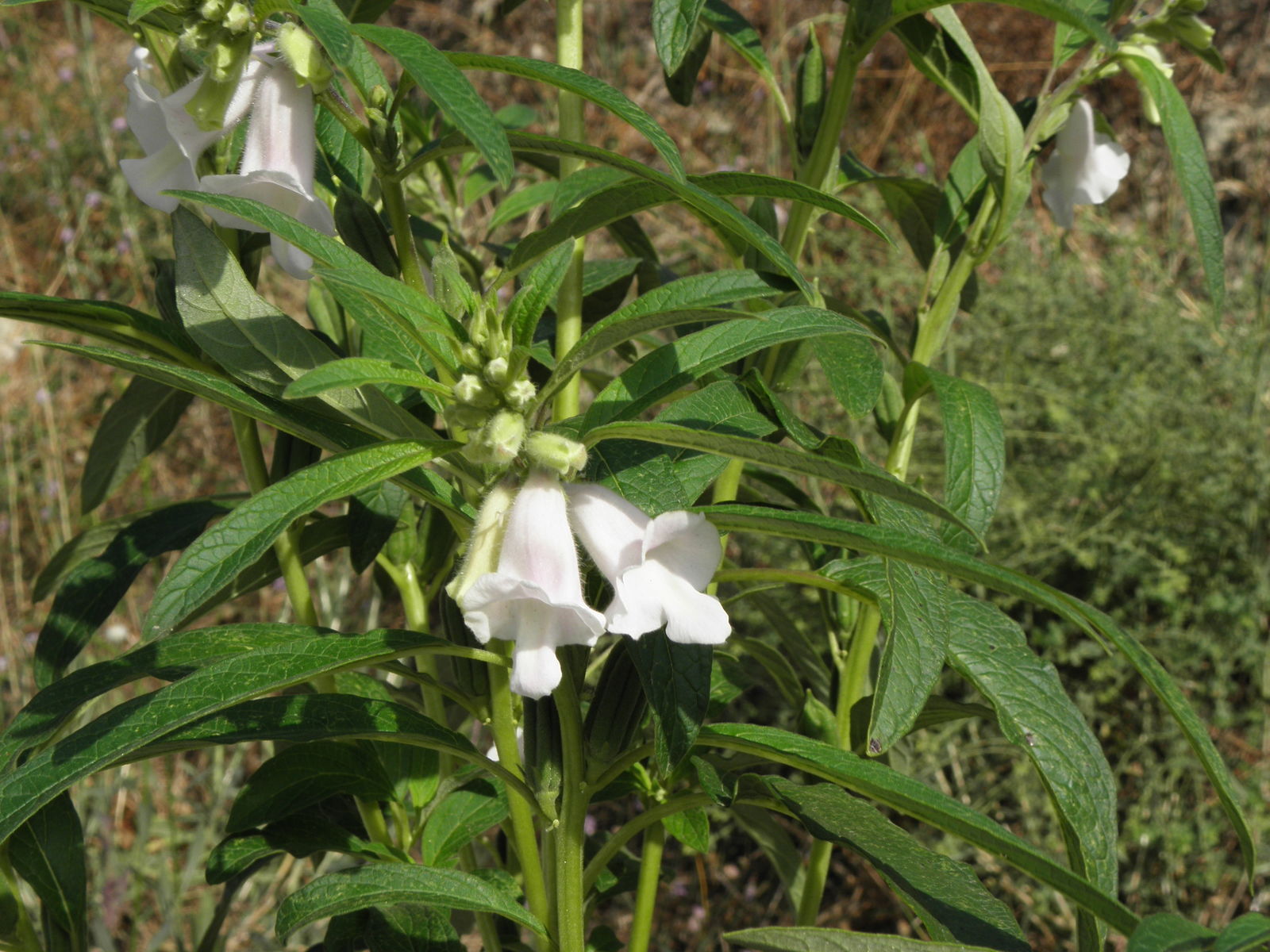 Photographie de Sésame