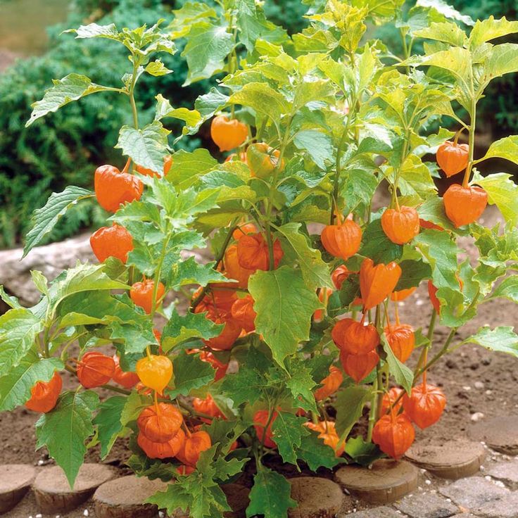 Photographie de Coqueret du Pérou